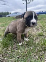 Mac, a female American Bully for sale in Fredericksburg, VA – Photo 6 of 6