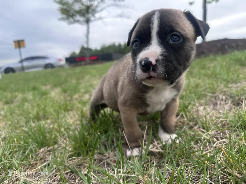 Mac – American Bully puppy for sale in Fredericksburg, VA