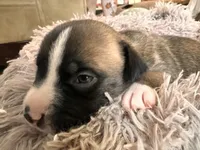 Izzy, a female American Bully for sale in Fredericksburg, VA – Photo 4 of 7