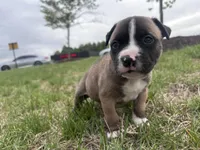 Mac, a female American Bully for sale in Fredericksburg, VA – Photo 3 of 6
