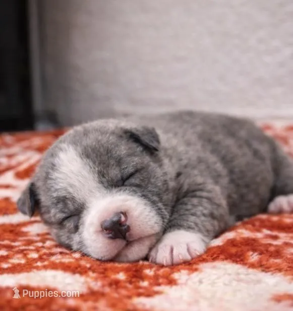 Bully – American Bully puppy for sale in Fredericksburg, VA