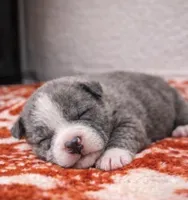 Bully, a male American Bully for sale in Fredericksburg, VA – Photo 1 of 5