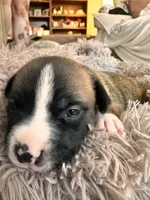 Izzy, a female American Bully for sale in Fredericksburg, VA – Photo 3 of 7