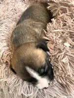 Izzy, a female American Bully for sale in Fredericksburg, VA – Photo 7 of 7