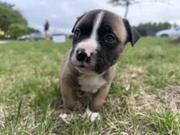 Mac, a female American Bully for sale in Fredericksburg, VA – Photo 2 of 6