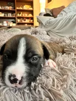 Izzy, a female American Bully for sale in Fredericksburg, VA – Photo 6 of 7