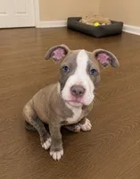 Stormi, a male American Bully and Cane Corso for sale in Fredericksburg, VA – 5 of 10