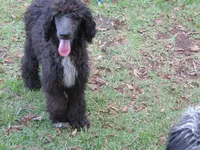 Stella, a female Poodle - Standard  for sale in Lumberton, NC – Photo 1 of 5