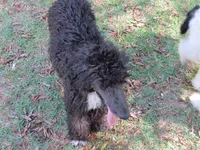 Stella, a female Poodle - Standard  for sale in Lumberton, NC – Photo 2 of 5