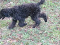 Stella, a female Poodle - Standard  for sale in Lumberton, NC – Photo 4 of 5