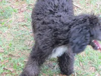 Stella, a female Poodle - Standard  for sale in Lumberton, NC – Photo 3 of 5