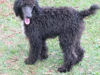 Stella, a female Poodle - Standard  for sale in Lumberton, NC – Photo 5 of 5