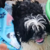 Flash, a male Shih Tzu for sale in Lumberton, NC – Photo 2 of 10