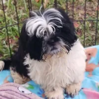 Flash, a male Shih Tzu for sale in Lumberton, NC – Photo 6 of 10