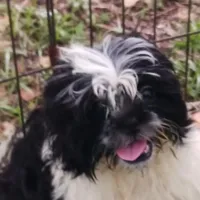 Flash, a male Shih Tzu for sale in Lumberton, NC – Photo 8 of 10