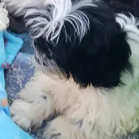 Flash, a male Shih Tzu for sale in Lumberton, NC – Photo 9 of 10