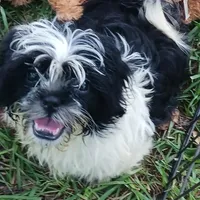 Flash, a male Shih Tzu for sale in Lumberton, NC – Photo 1 of 10