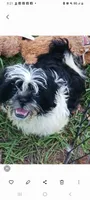 Flash, a male Shih Tzu for sale in Lumberton, NC – Photo 1 of 10