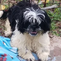 Flash, a male Shih Tzu for sale in Lumberton, NC – Photo 3 of 10