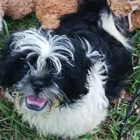 Flash, a male Shih Tzu for sale in Lumberton, NC – Photo 4 of 10