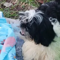 Flash, a male Shih Tzu for sale in Lumberton, NC – Photo 5 of 10