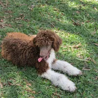 Tootsie, a female Poodle - Standard  for sale in Lumberton, NC – Photo 7 of 7