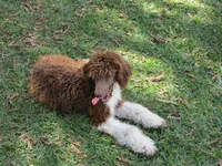 Tootsie, a female Poodle - Standard  for sale in Lumberton, NC – Photo 7 of 7