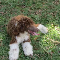 Tootsie, a female Poodle - Standard  for sale in Lumberton, NC – Photo 3 of 7