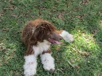 Tootsie, a female Poodle - Standard  for sale in Lumberton, NC – Photo 3 of 7