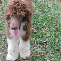 Tootsie, a female Poodle - Standard  for sale in Lumberton, NC – Photo 4 of 7