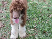 Tootsie, a female Poodle - Standard  for sale in Lumberton, NC – Photo 4 of 7