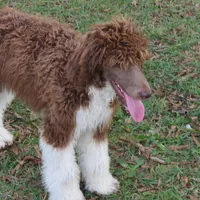 Tootsie, a female Poodle - Standard  for sale in Lumberton, NC – Photo 2 of 7