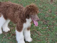 Tootsie, a female Poodle - Standard  for sale in Lumberton, NC – Photo 2 of 7