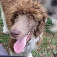 Tootsie, a female Poodle - Standard  for sale in Lumberton, NC – Photo 1 of 7