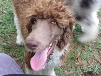 Tootsie, a female Poodle - Standard  for sale in Lumberton, NC – Photo 1 of 7