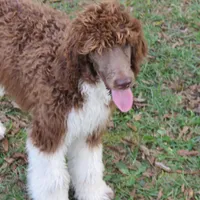 Tootsie, a female Poodle - Standard  for sale in Lumberton, NC – Photo 6 of 7