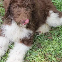 Tootsie, a female Poodle - Standard  for sale in Lumberton, NC – Photo 5 of 7