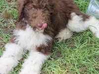 Tootsie, a female Poodle - Standard  for sale in Lumberton, NC – Photo 5 of 7