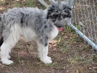 Merle, a male Poodle - Multi-Colored Standard for sale in Lumberton, NC – Photo 1 of 7