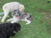 Merle, a male Poodle - Multi-Colored Standard for sale in Lumberton, NC – Photo 4 of 7