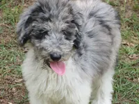 Merle, a male Poodle - Multi-Colored Standard for sale in Lumberton, NC – Photo 2 of 7