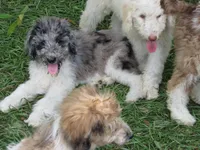 Merle, a male Poodle - Multi-Colored Standard for sale in Lumberton, NC – Photo 7 of 7