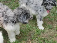 Merle, a male Poodle - Multi-Colored Standard for sale in Lumberton, NC – Photo 5 of 7