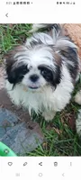 Penelope, a female Shih Tzu for sale in Lumberton, NC – Photo 7 of 10