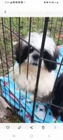 Penelope, a female Shih Tzu for sale in Lumberton, NC – Photo 3 of 10