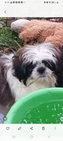 Penelope, a female Shih Tzu for sale in Lumberton, NC – Photo 10 of 10
