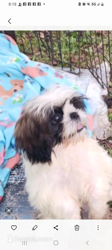 Penelope, a female Shih Tzu for sale in Lumberton, NC – Photo 1 of 10