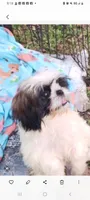 Penelope, a female Shih Tzu for sale in Lumberton, NC – Photo 1 of 10