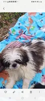 Penelope, a female Shih Tzu for sale in Lumberton, NC – Photo 9 of 10