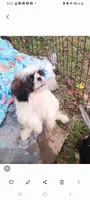 Penelope, a female Shih Tzu for sale in Lumberton, NC – Photo 5 of 10